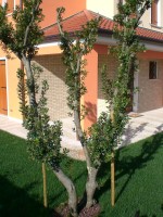 clicca qui per ingrandire la foto